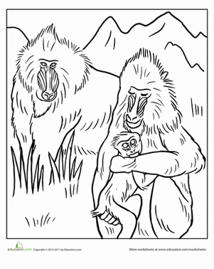 Color the Mandrill Family
