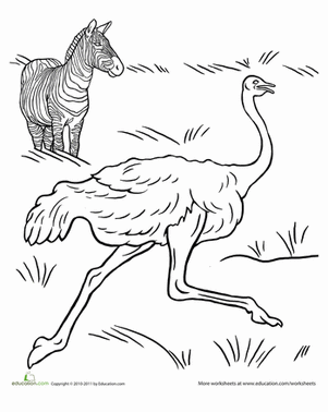 Ostrich Coloring Page