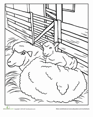 Sheep Coloring Page