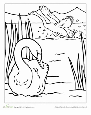 Swan Coloring Page
