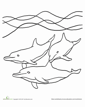 Color the Dolphin Trio