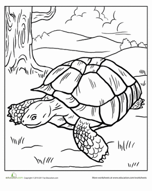 Tortoise Coloring Page