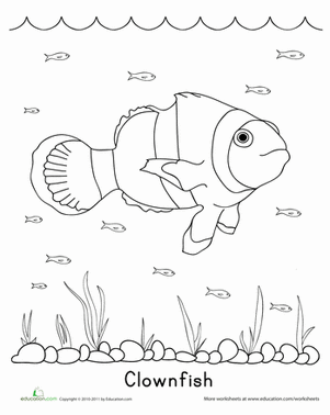 Color the Clownfish