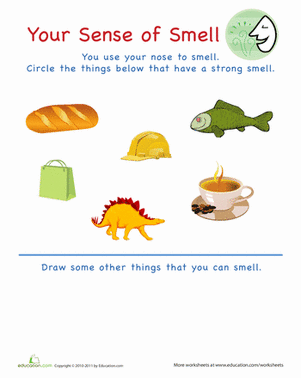 Your Sense of Smell II