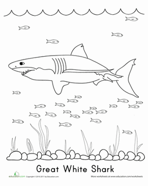 Color the Great White