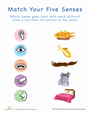 Your Five Senses: Matching 2
