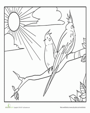 Bird Coloring Page: Cockatiels