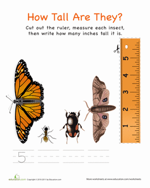 Measuring with a Ruler: Insects!