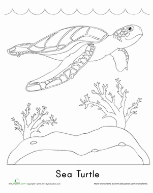 Sea Turtle Coloring