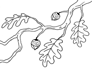Coloring Fall: Acorns on a Branch