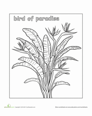 Bird of Paradise Coloring Page