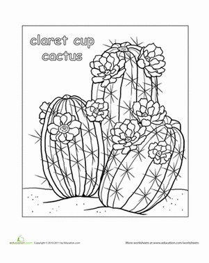 Color Claret Cup Cactus