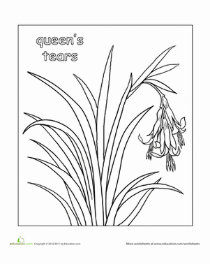 Flower Coloring Page: Queen's Tears