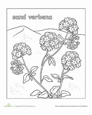 Sand Verbena Coloring Page