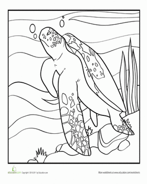 Color the Cool Sea Turtle
