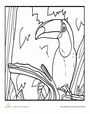Color the Toucan