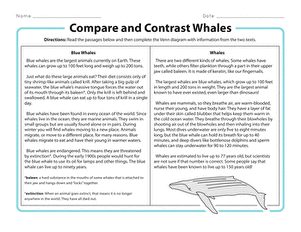 Compare and Contrast Whales