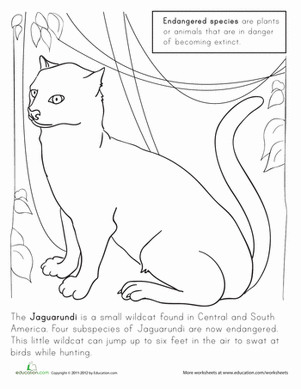 Color the Jaguarundi