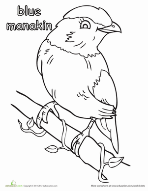 Blue Manakin Coloring Page