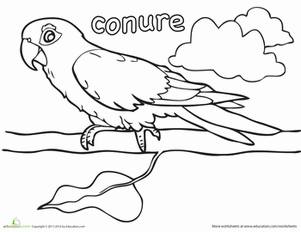 Color the Conure