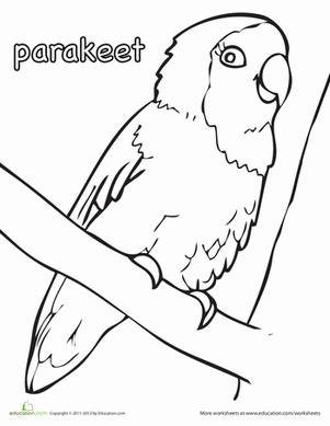 Parakeet Coloring Page