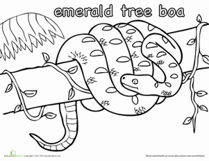 Boa Constrictor Coloring Page: Emerald Tree Boa