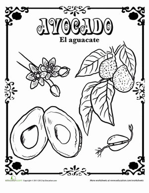 Avocado in Spanish