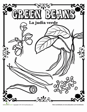 Green Beans in Spanish
