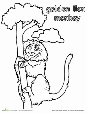 Color the Golden Lion Monkey