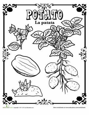 Potato in Spanish