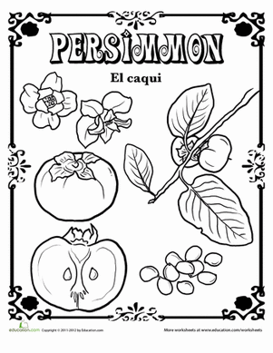 Persimmon in Spanish
