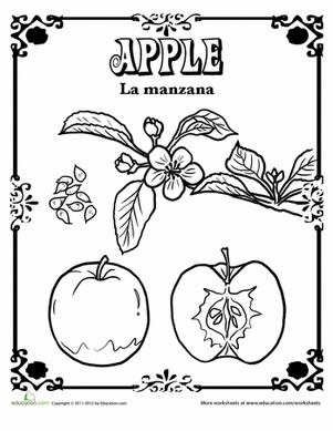 Apple Coloring Page
