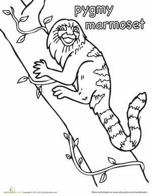 Pygmy Marmoset Coloring Page