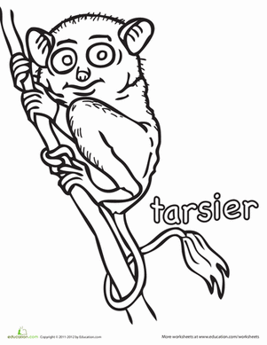 Tarsier Coloring Page