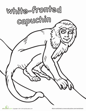 Capuchin Coloring Page