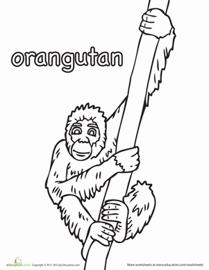 Color the Orangutan