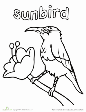 Sunbird Coloring Page