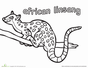 African Linsang Coloring Page