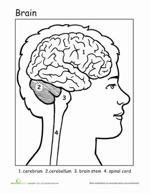Awesome Anatomy: If I Only Had a Brain!