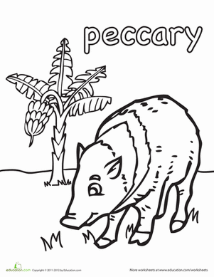 Peccary Coloring Page