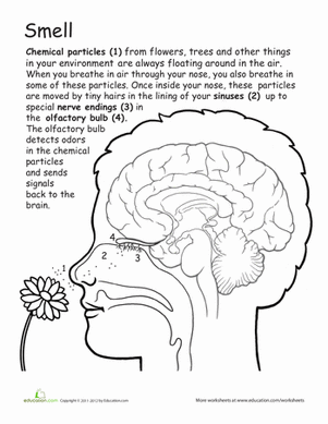 Awesome Anatomy: Do You Smell Something?