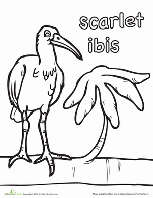 Scarlet Ibis Coloring Page