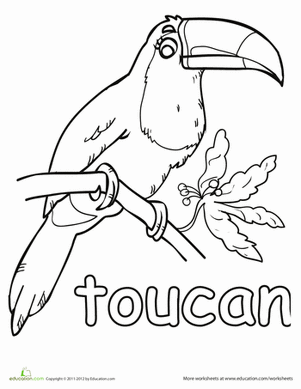 Color the Pretty Toucan