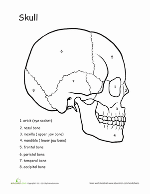 Awesome Anatomy: Skull Science