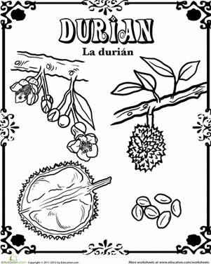 Durian Fruit Coloring Page