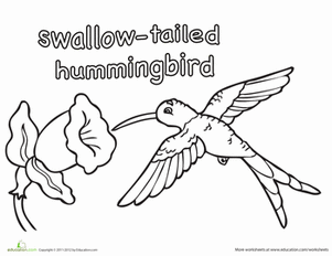 Swallow-tailed Hummingbird Coloring Page