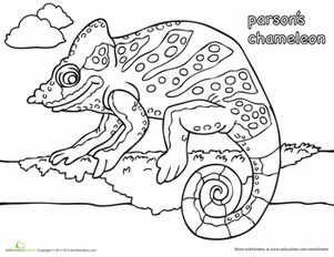 Color the Parson's Chameleon
