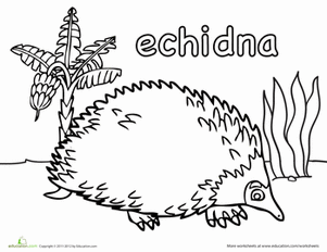 Cute Echidna Coloring Page
