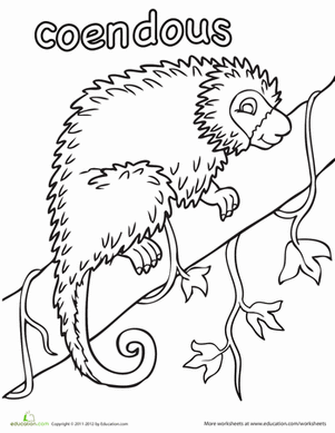 Color the Coendous