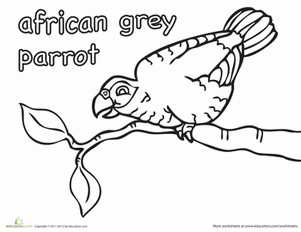 African Grey Parrot Coloring Page